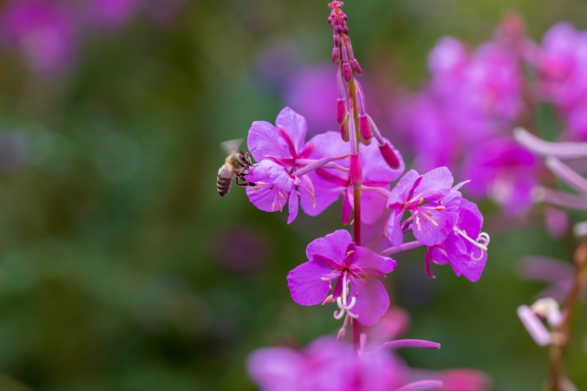Honey Bee Harvesting Fireweed Nectar In Alaska