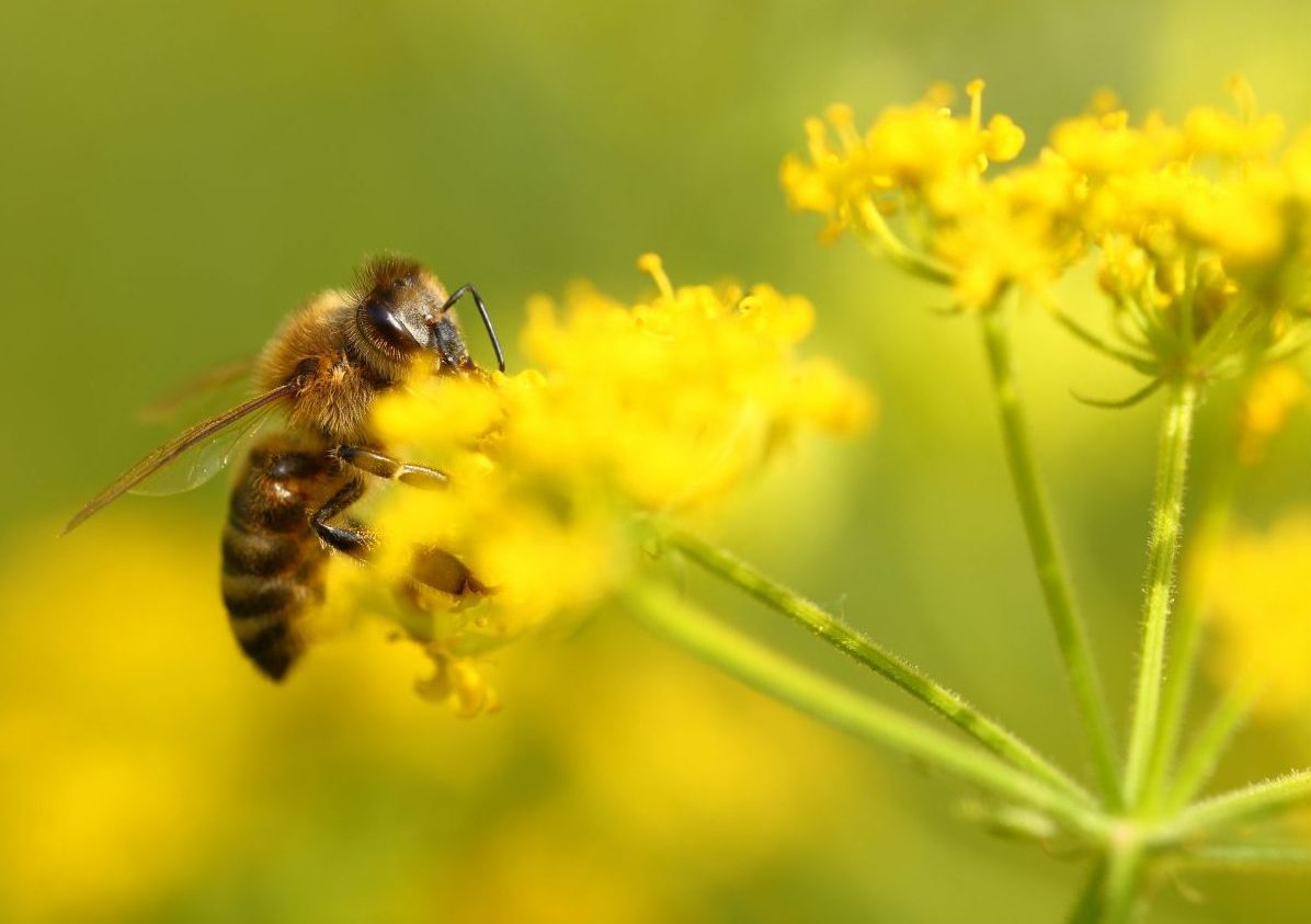 Honeybee Harvesting Nectar From Blooming Meadow Flowers