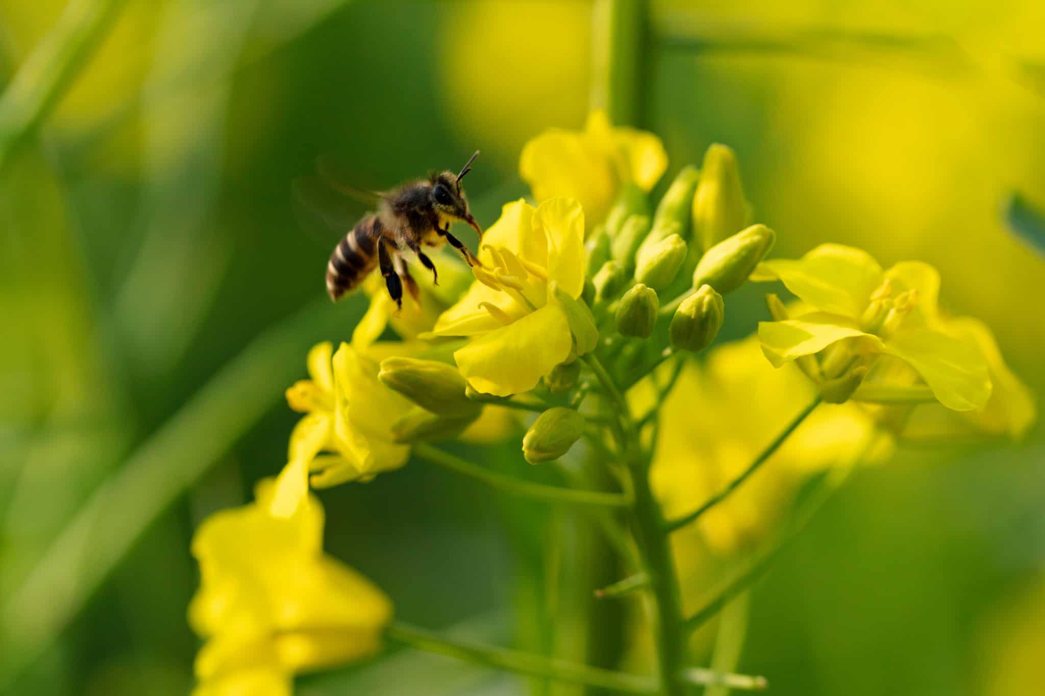 What Is Rapeseed Honey? | How It's Produced & Benefits