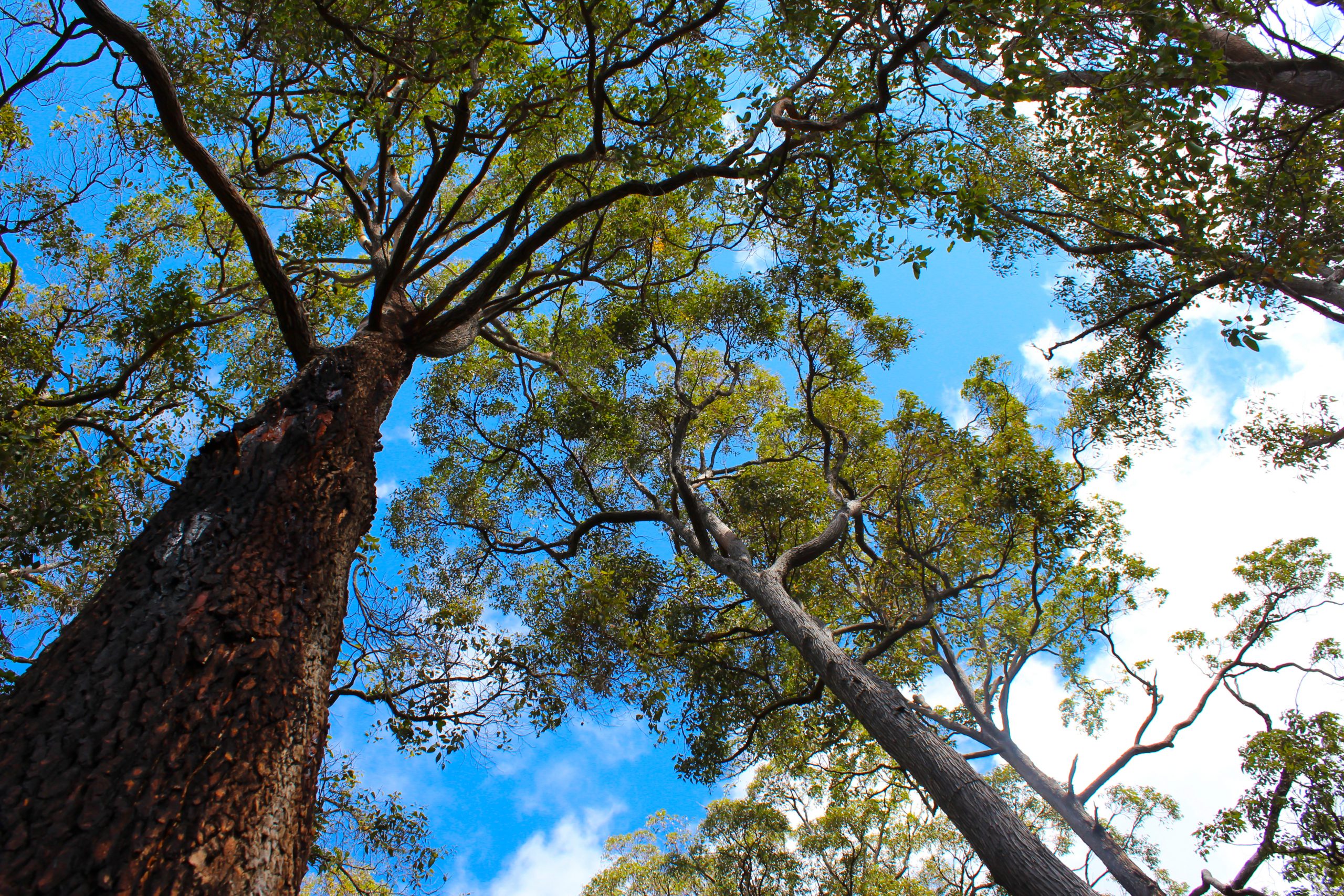 The Jarrah: A Symbol Of Resilience And Beauty, Western Australia’s National Tree