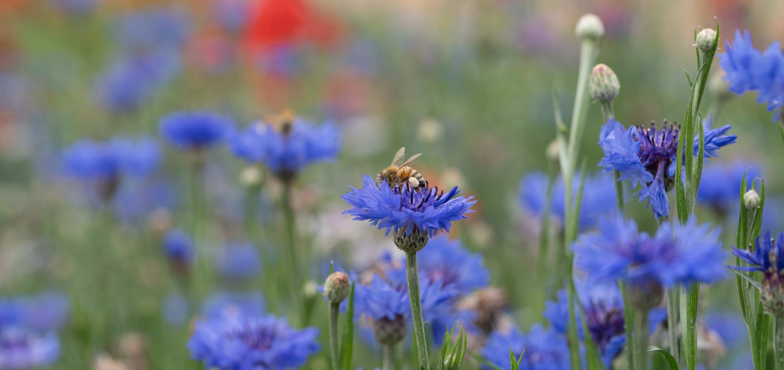 Honey Bee Pollinating Cornflowers