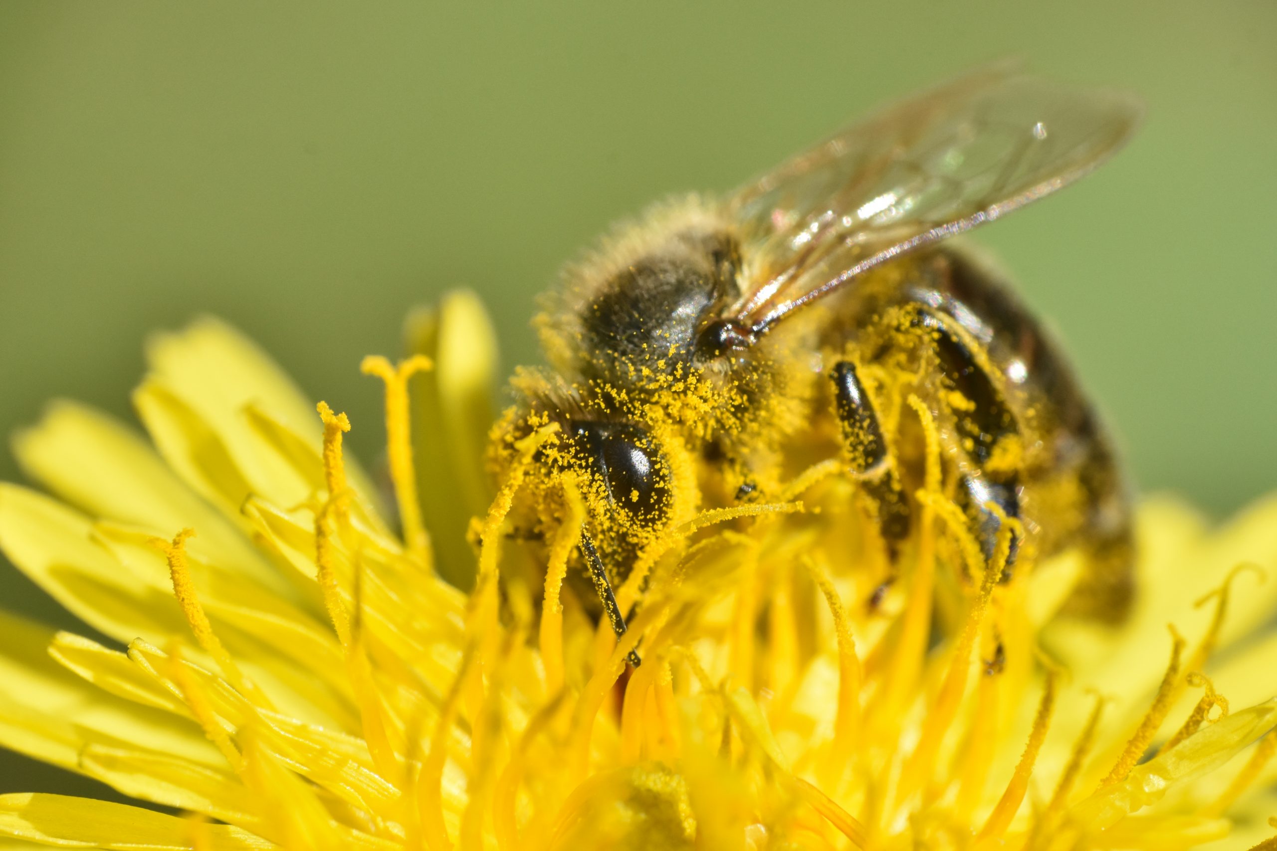 Honeybee Covered In Dandelion Pollen