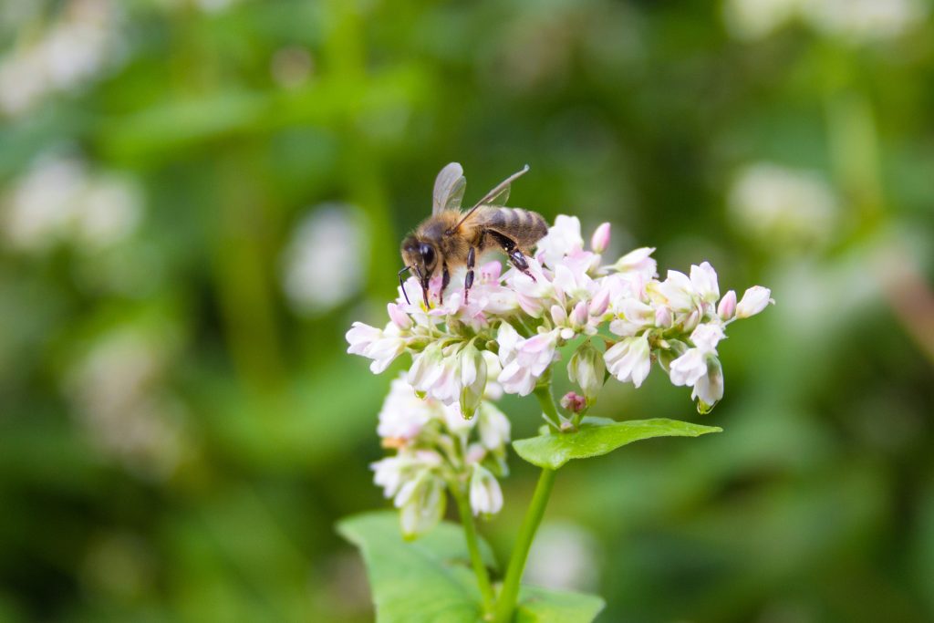 Honey bee Extracting Nectar Of Common Buckwheat
