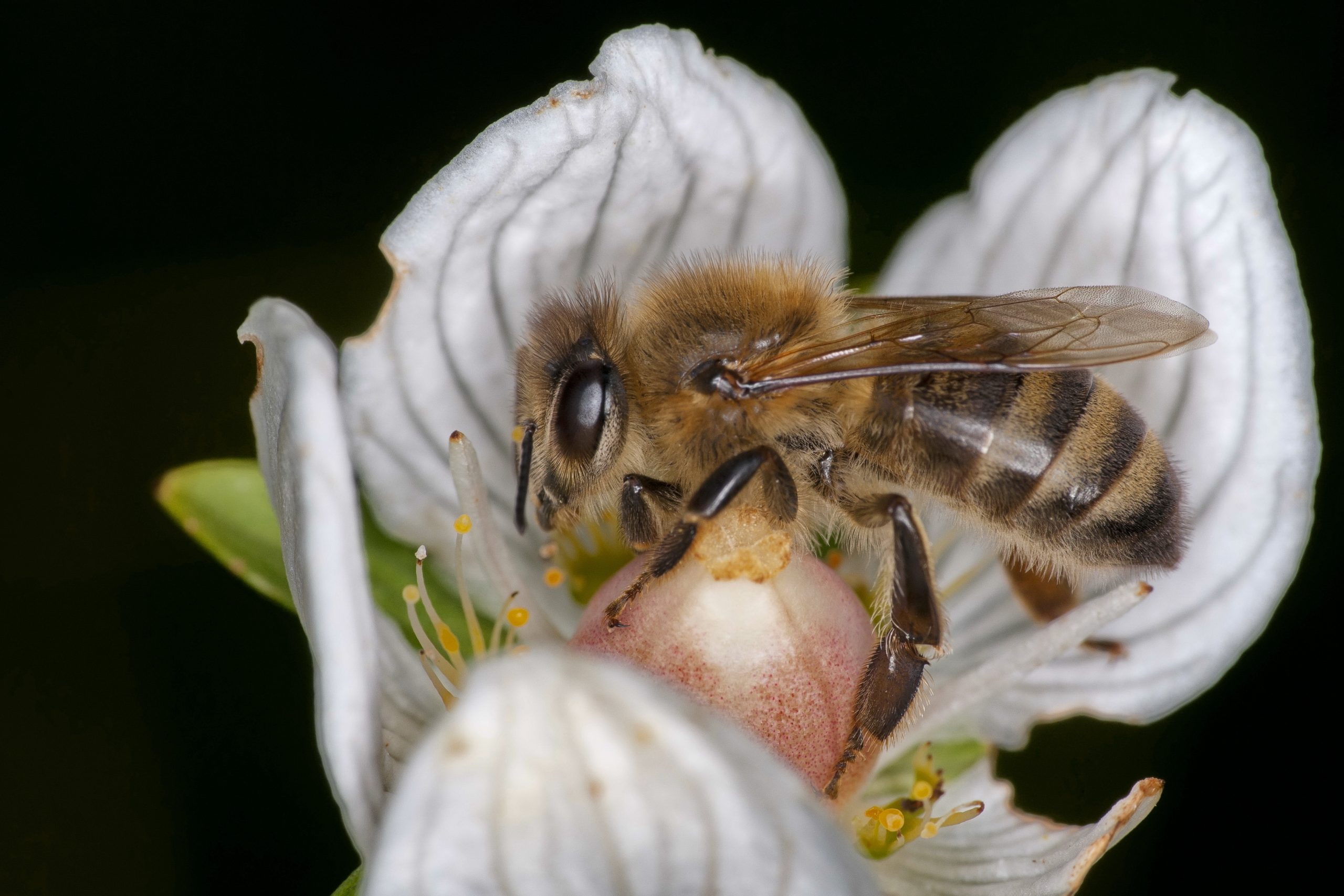 Carniolan Honey Bee (Apis Mellifera Carnica) Resting Inside A Parnassia Palustris Blossom