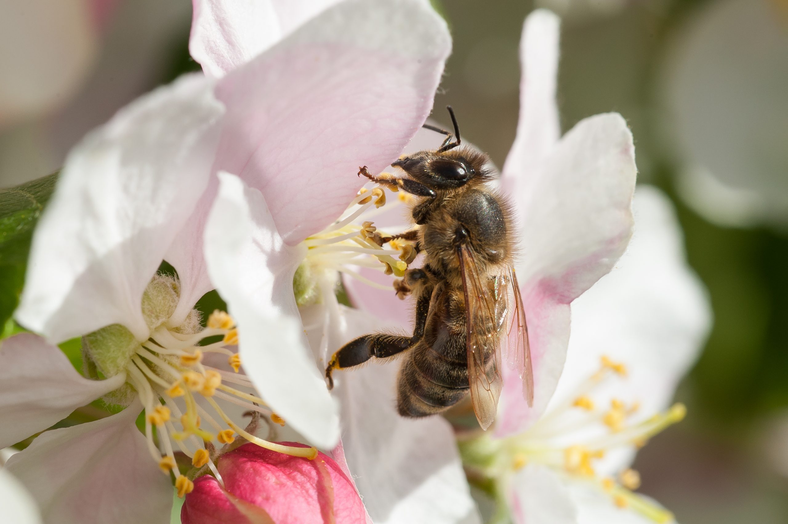 European Honey Bee (Apis Mellifera) Pollinating Apple Tree Flowers