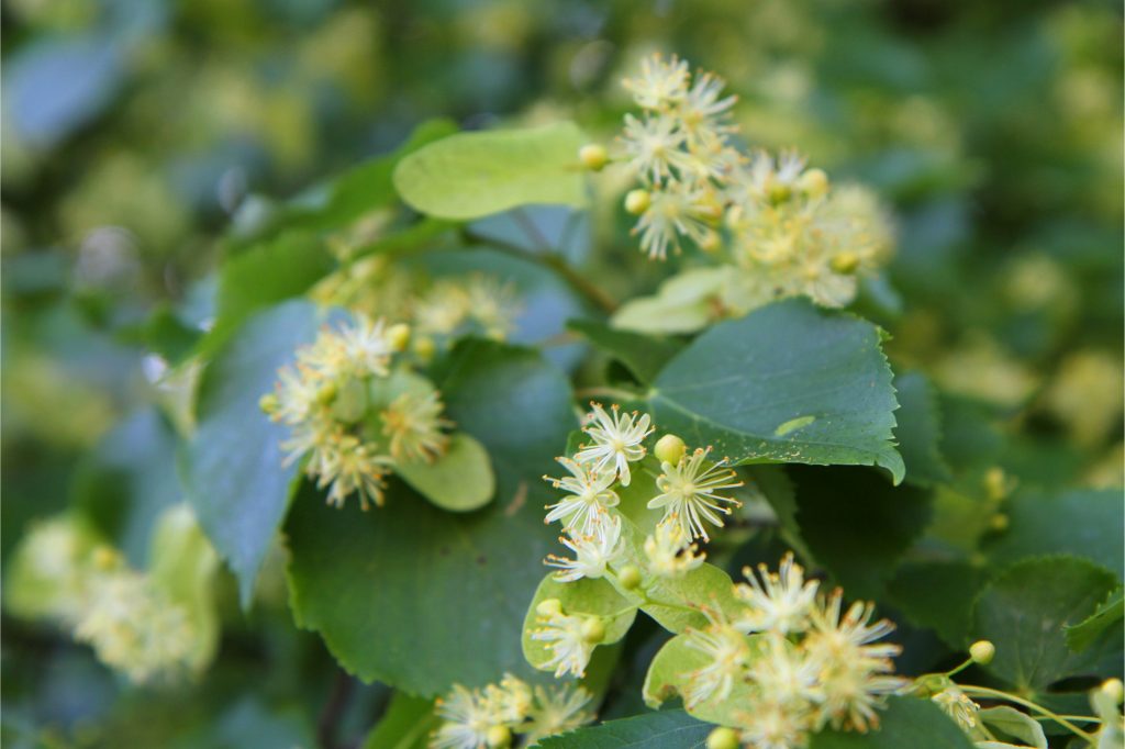 Basswood Flower