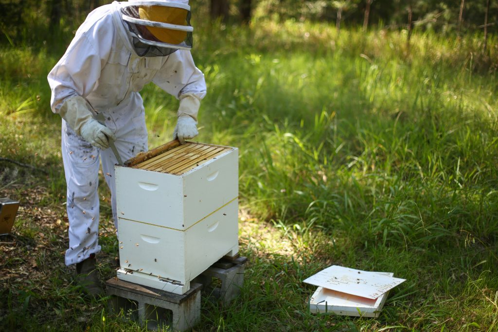 Beekeeper Extracting Honey