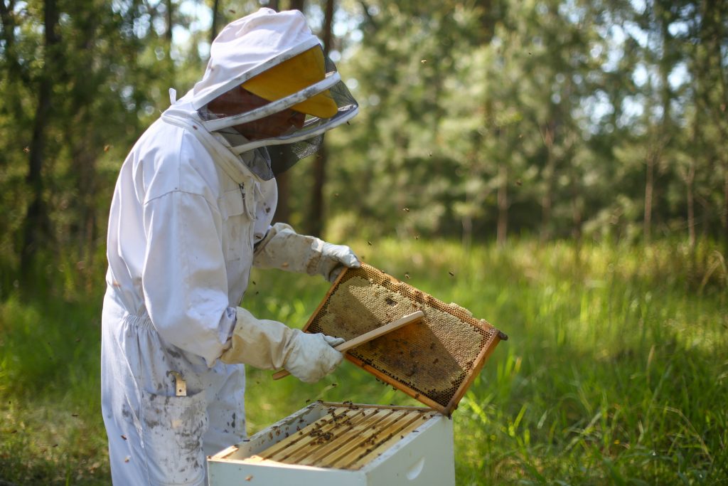 Beekeeper Extracting Honey on Honey Farm