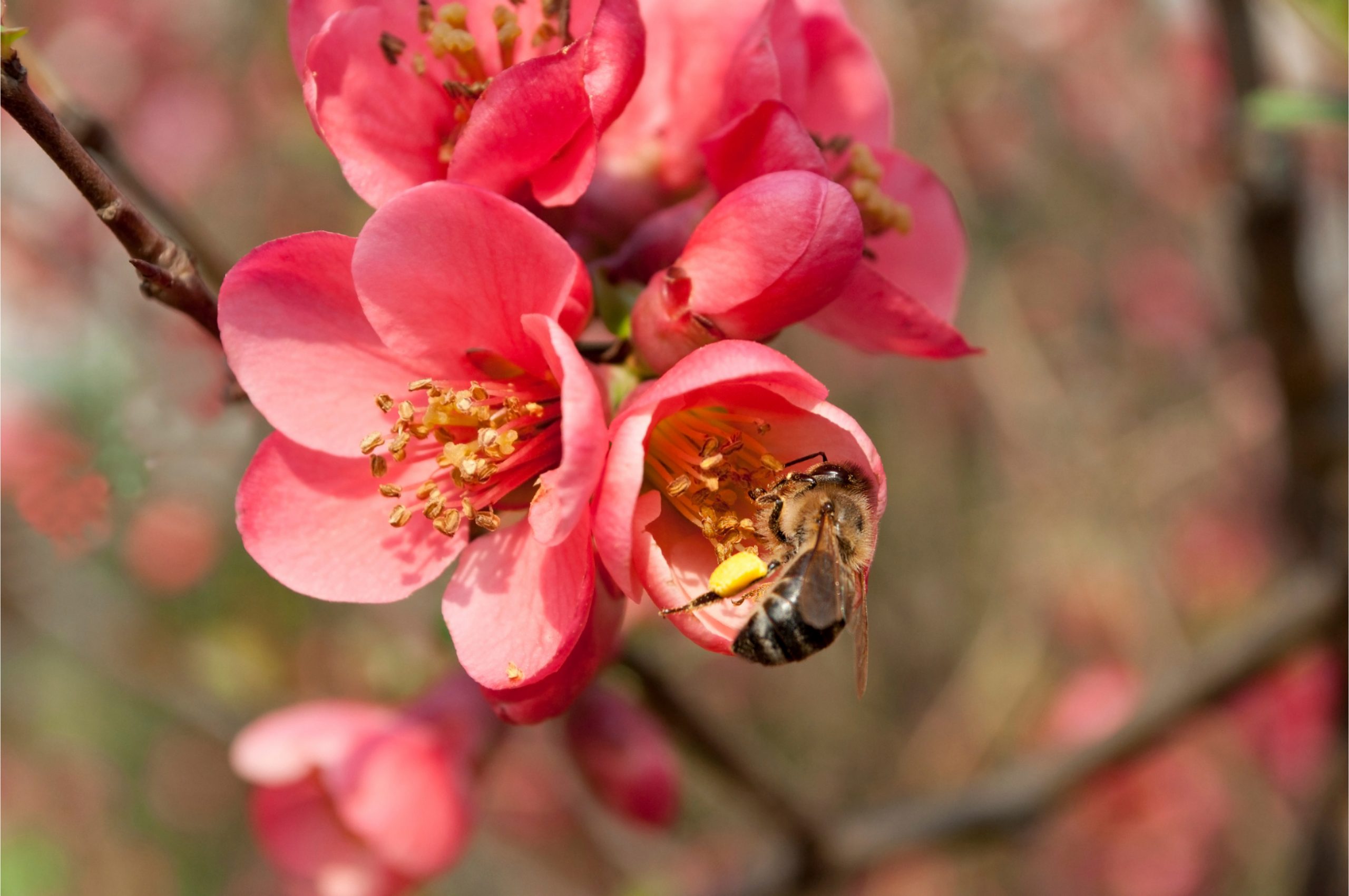 Carniolan Bee Collecting Nectar