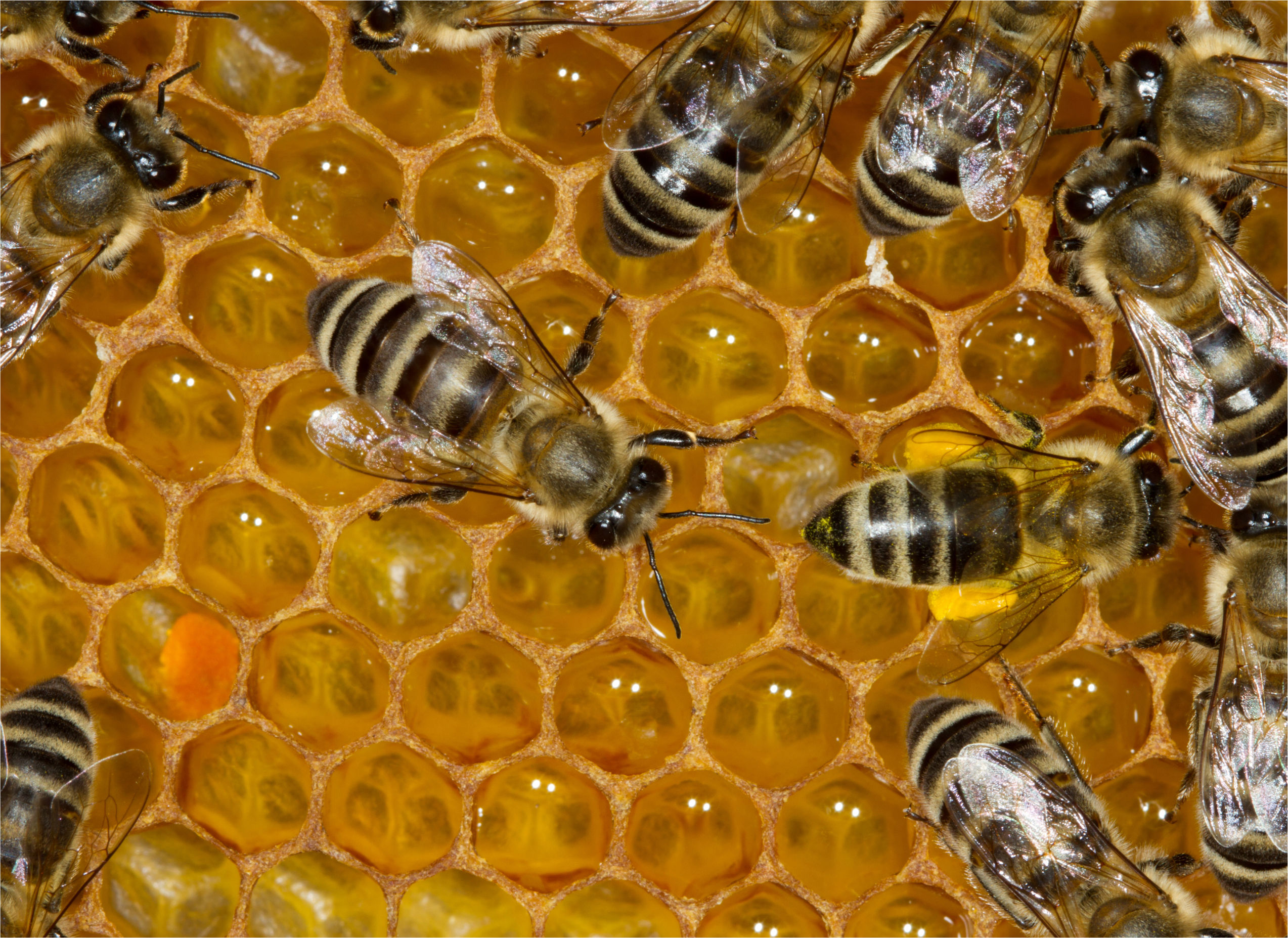 Louisiana Beekeepers Association - Resource