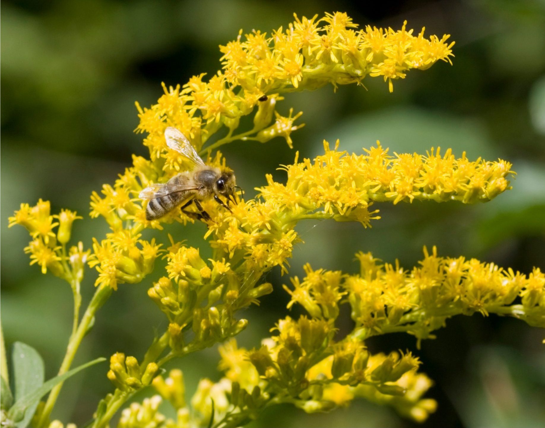 Honey Bee Pollinating Goldenrod