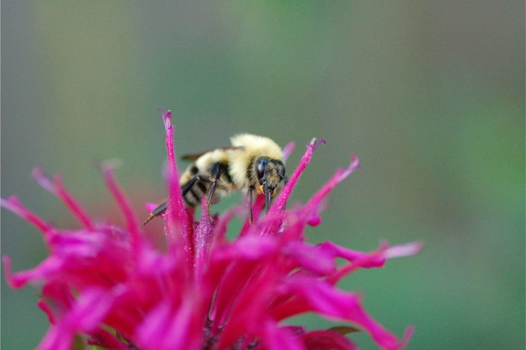 Italian Honey Bee Feeding on Bee Balm