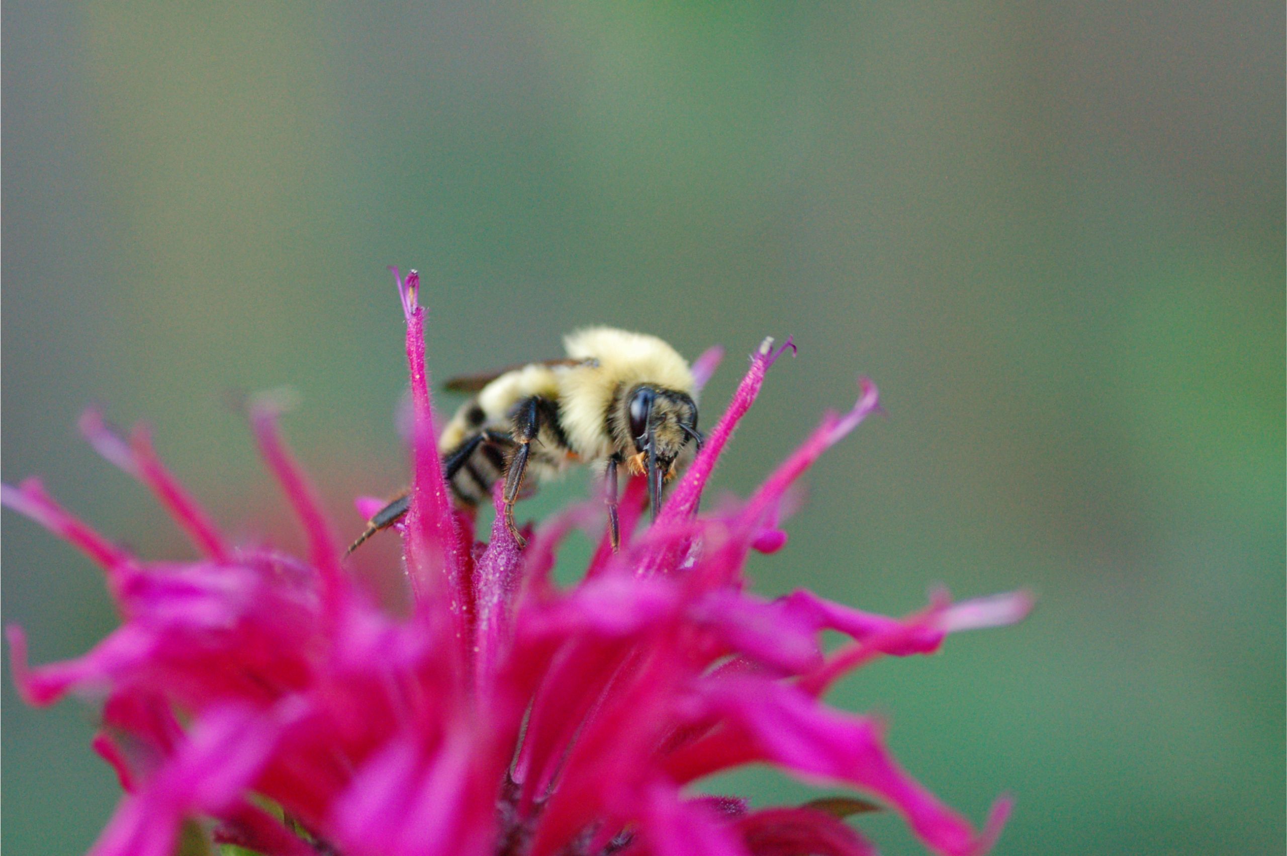 Italian Honey Bee Feeding on Bee Balm