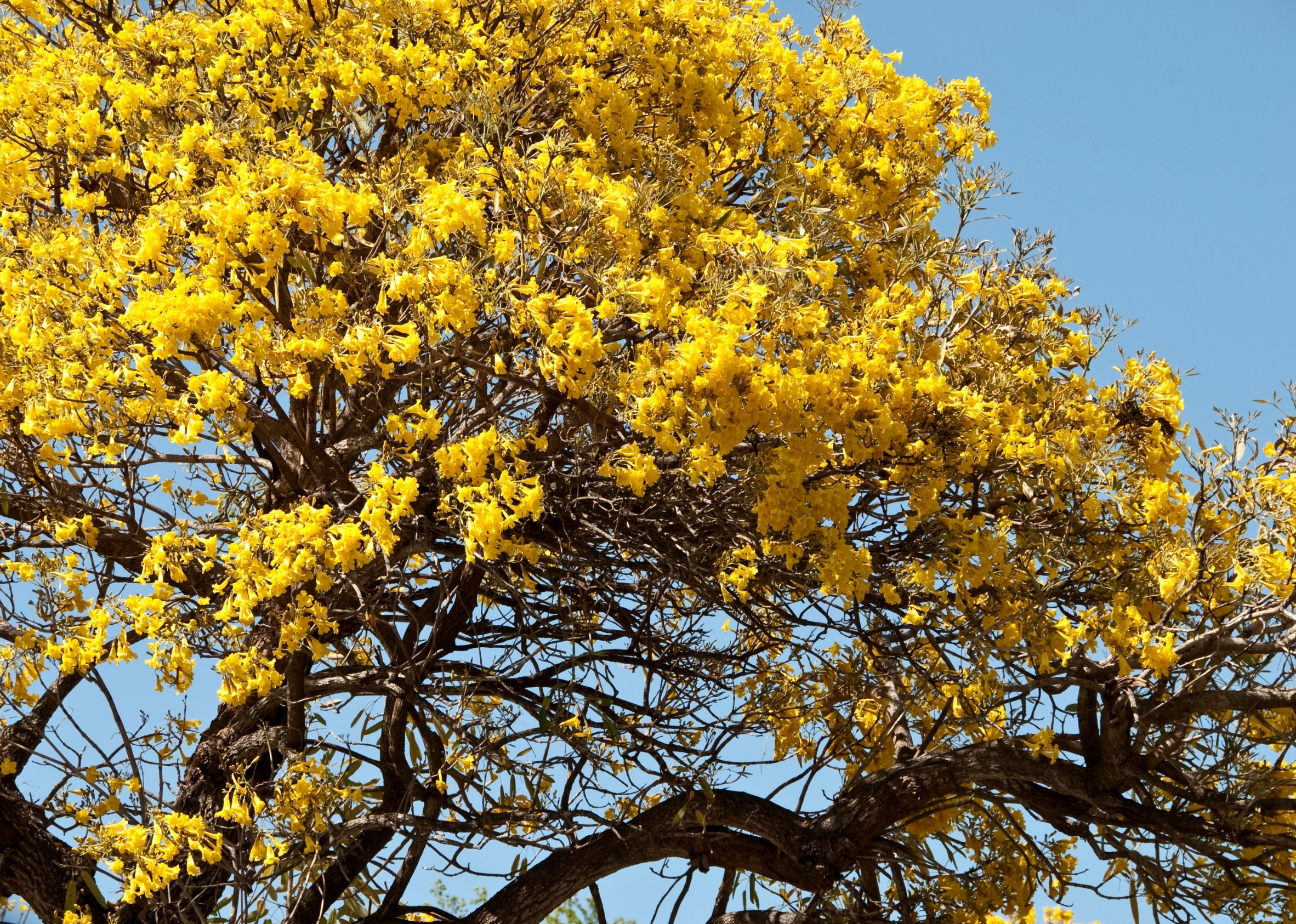 Yellow Tulip Tree