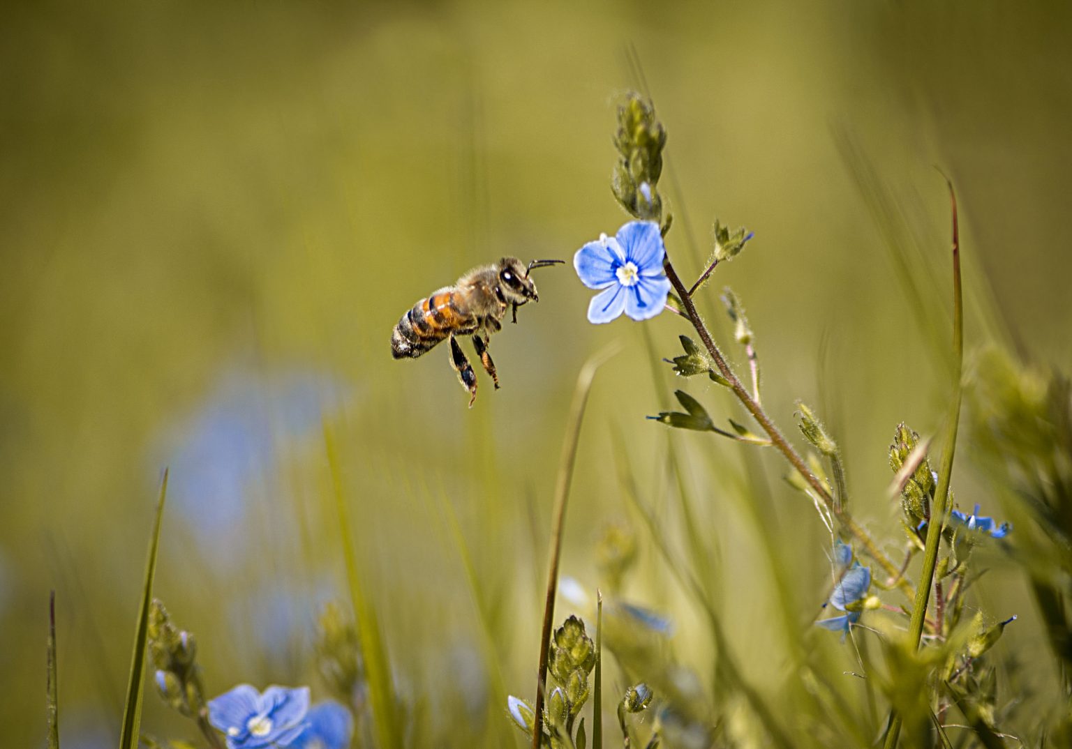 Do Bees Have Ears How Do Bees Detect Sound Bee Vs Human Hearing Do Bees Have Ears How Do Bees Detect Sound Bee Vs Human Hearing
