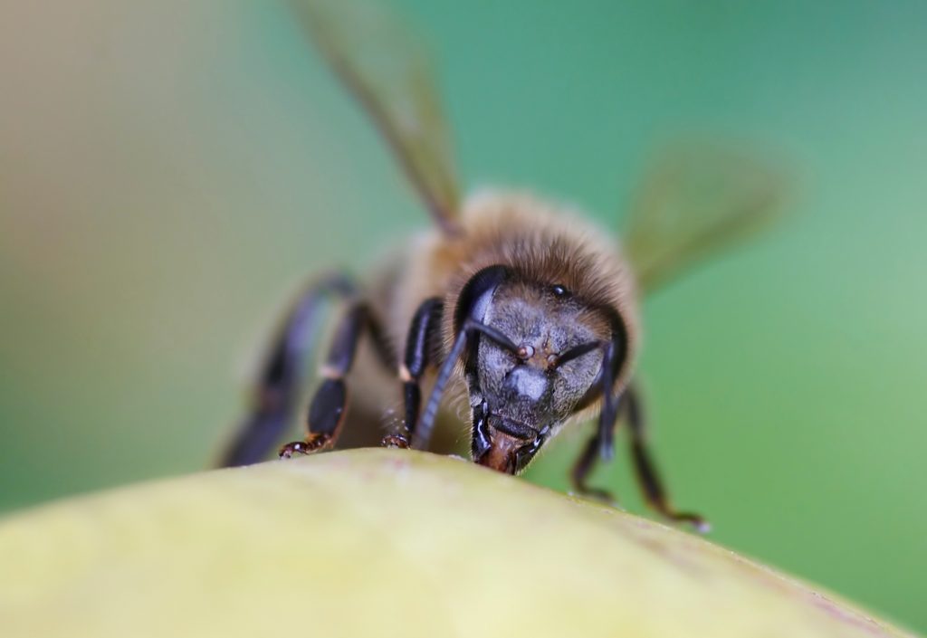 do bees have teeth