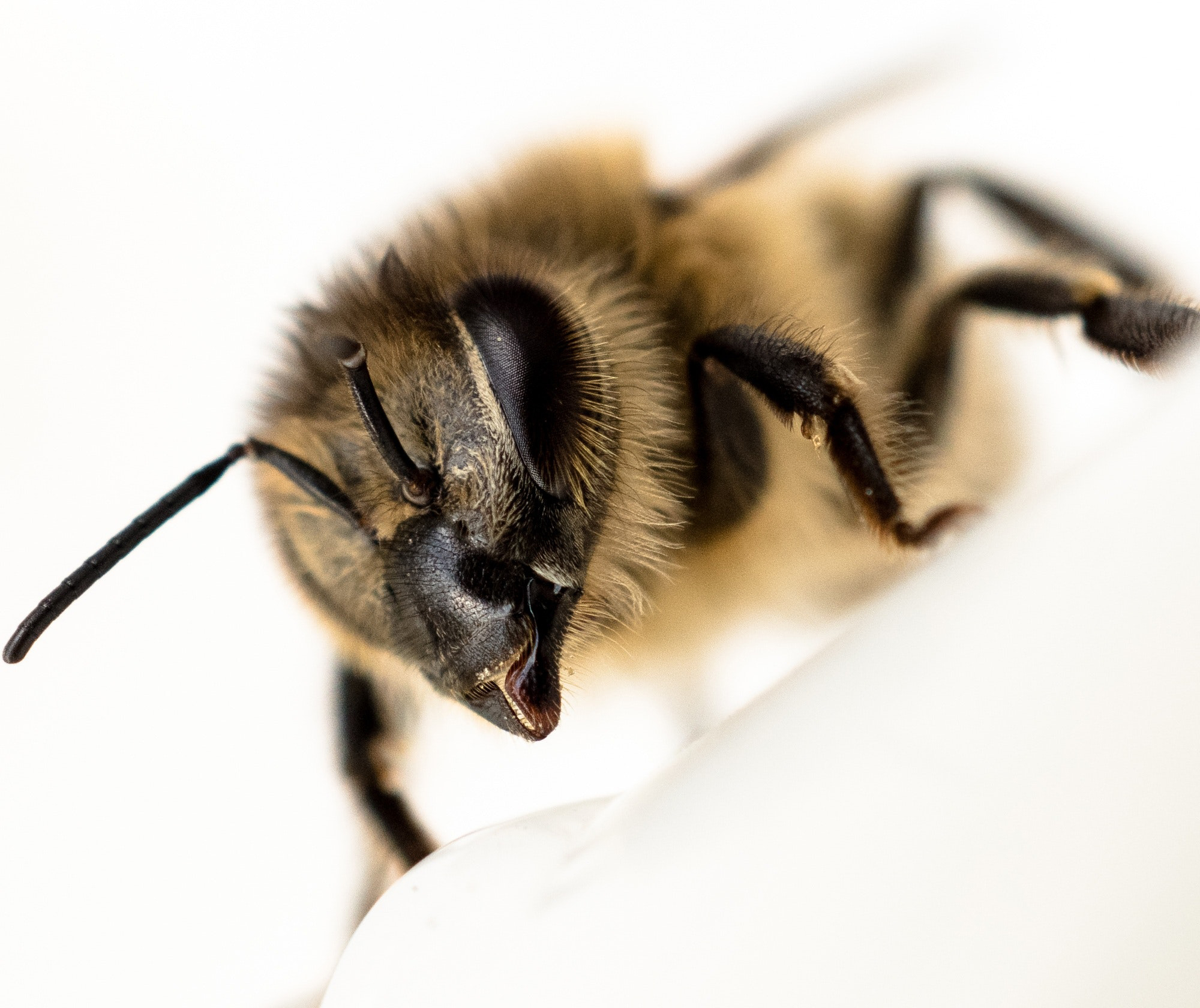 Can Bees Bite? (A Surprising Answer) - Revive A Bee