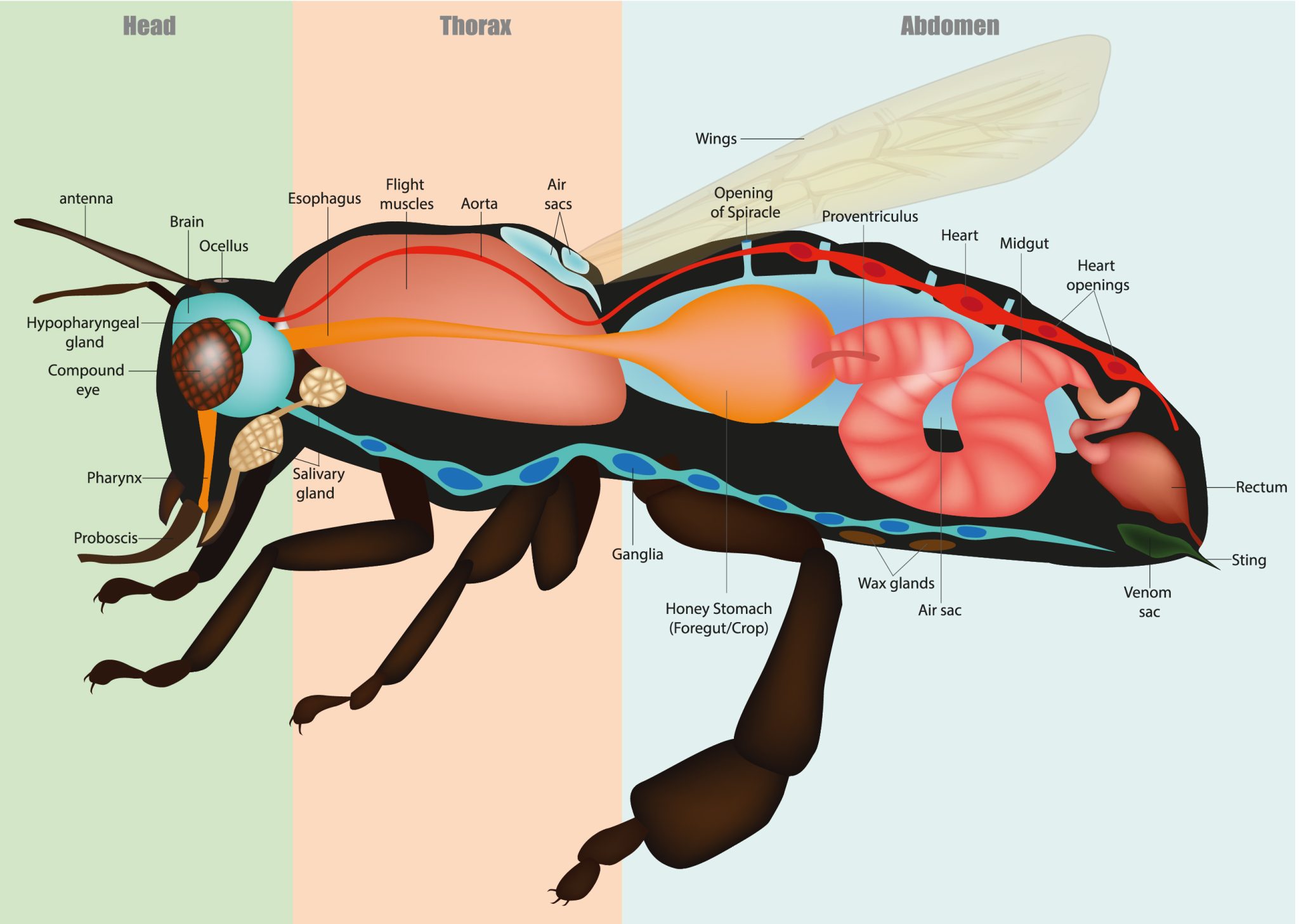 Bees Poop Do Bees Poop? | How Do Bees Poop? The Facts
