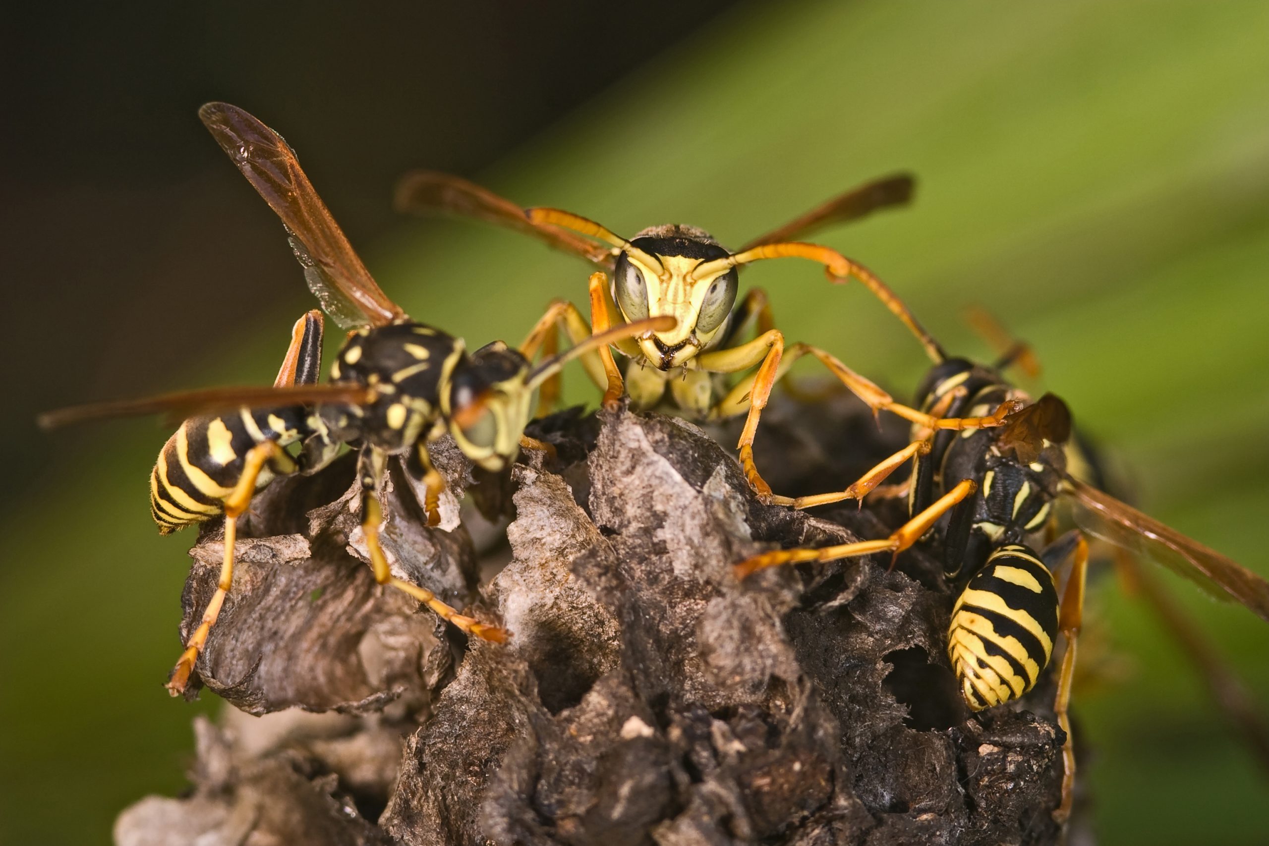 what do wasps do