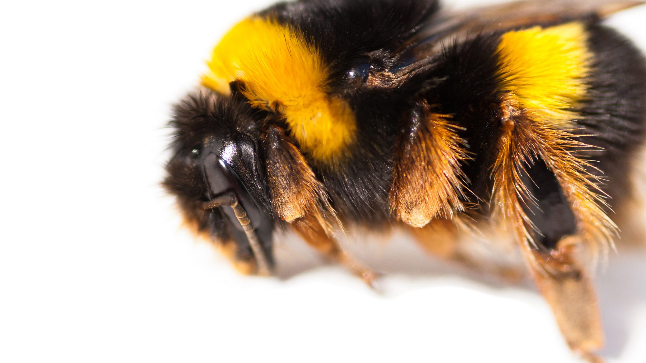 why-do-bees-have-sticky-hair-all-you-need-to-know-about-bee-hair