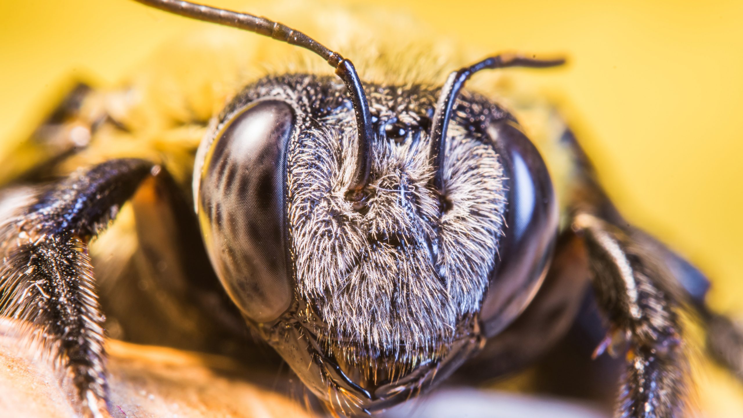 Bee Sting Eyeball