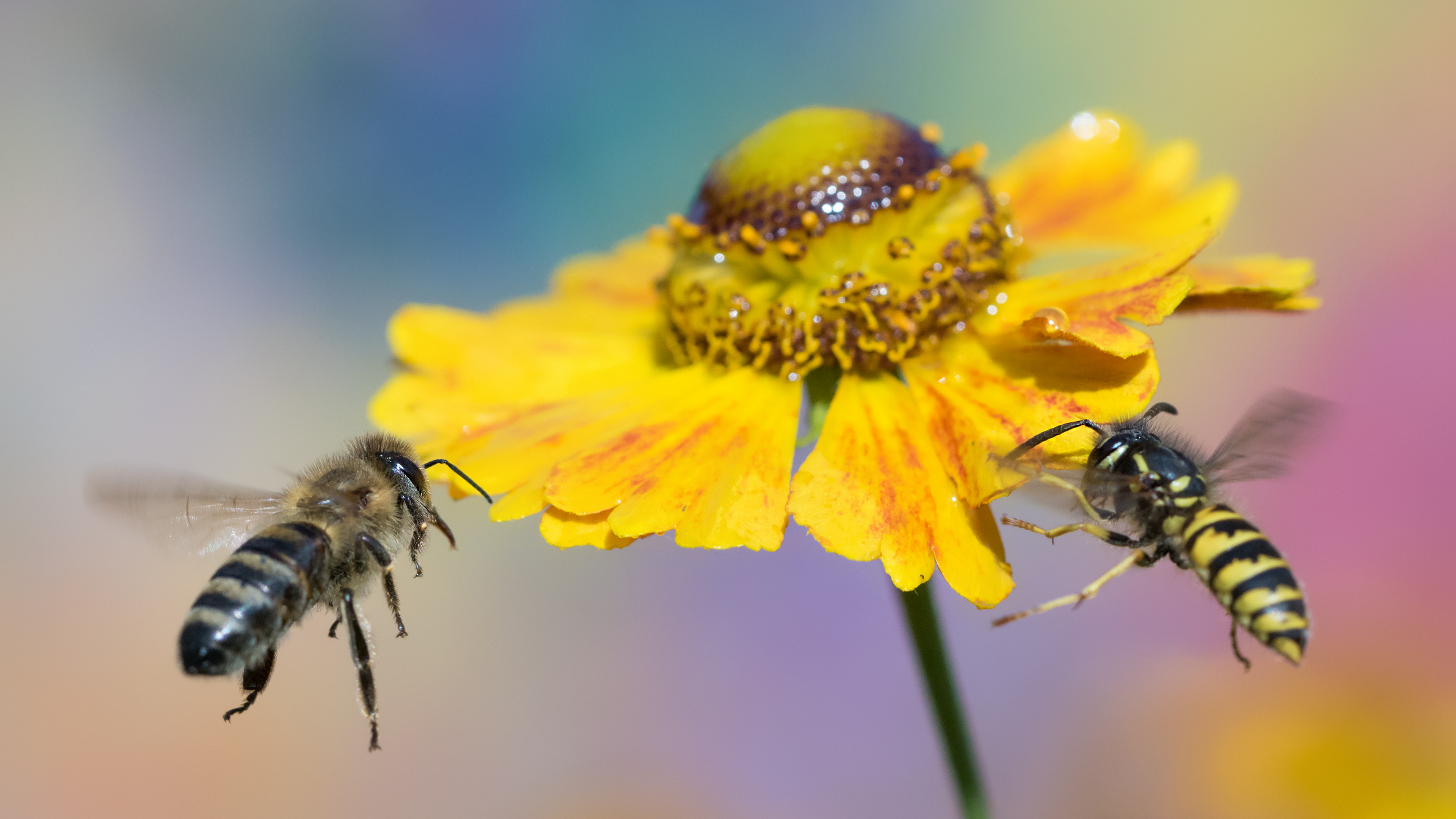 Difference Between Wasps and Bees