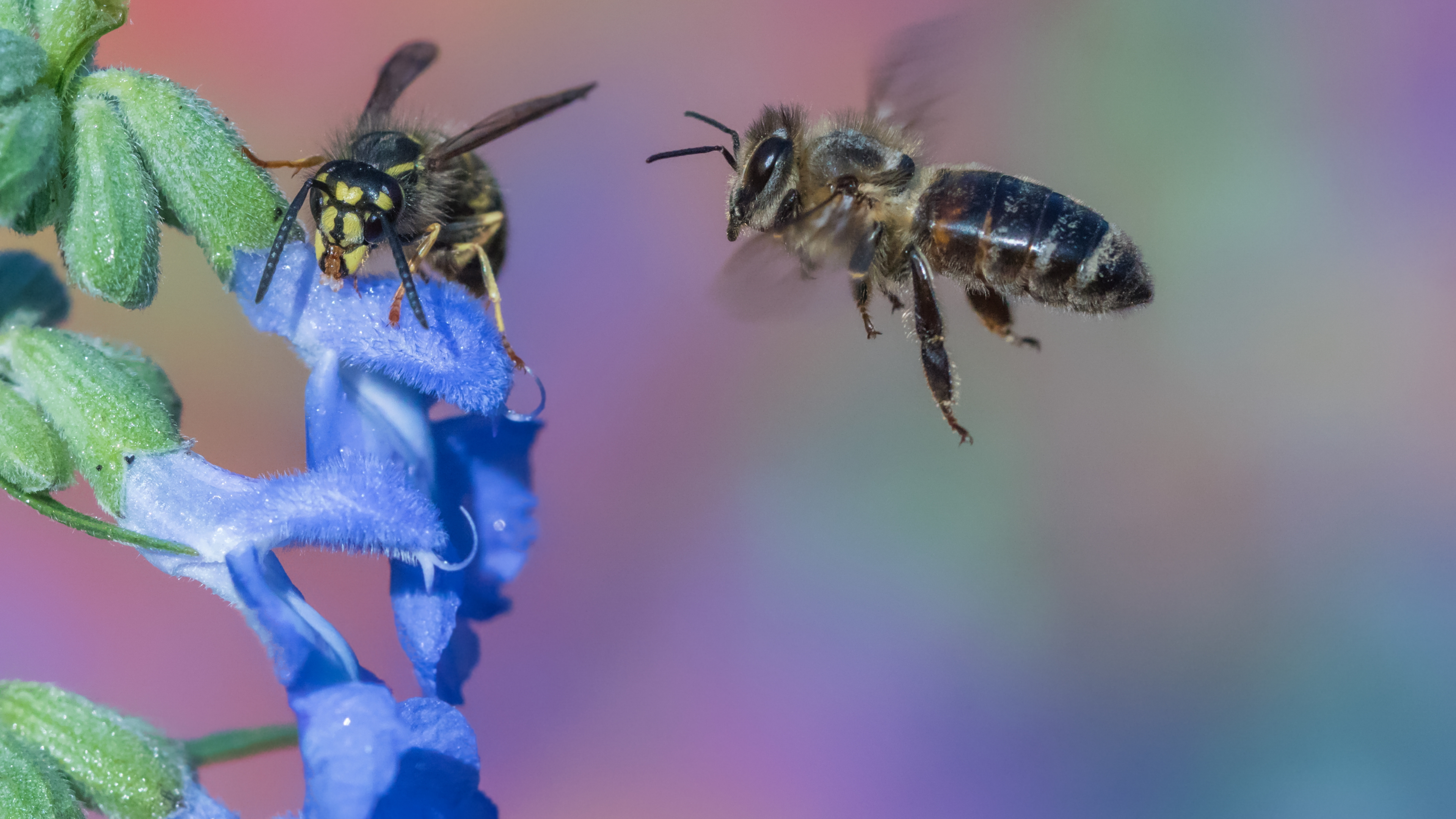 the difference between honey bees and wasps