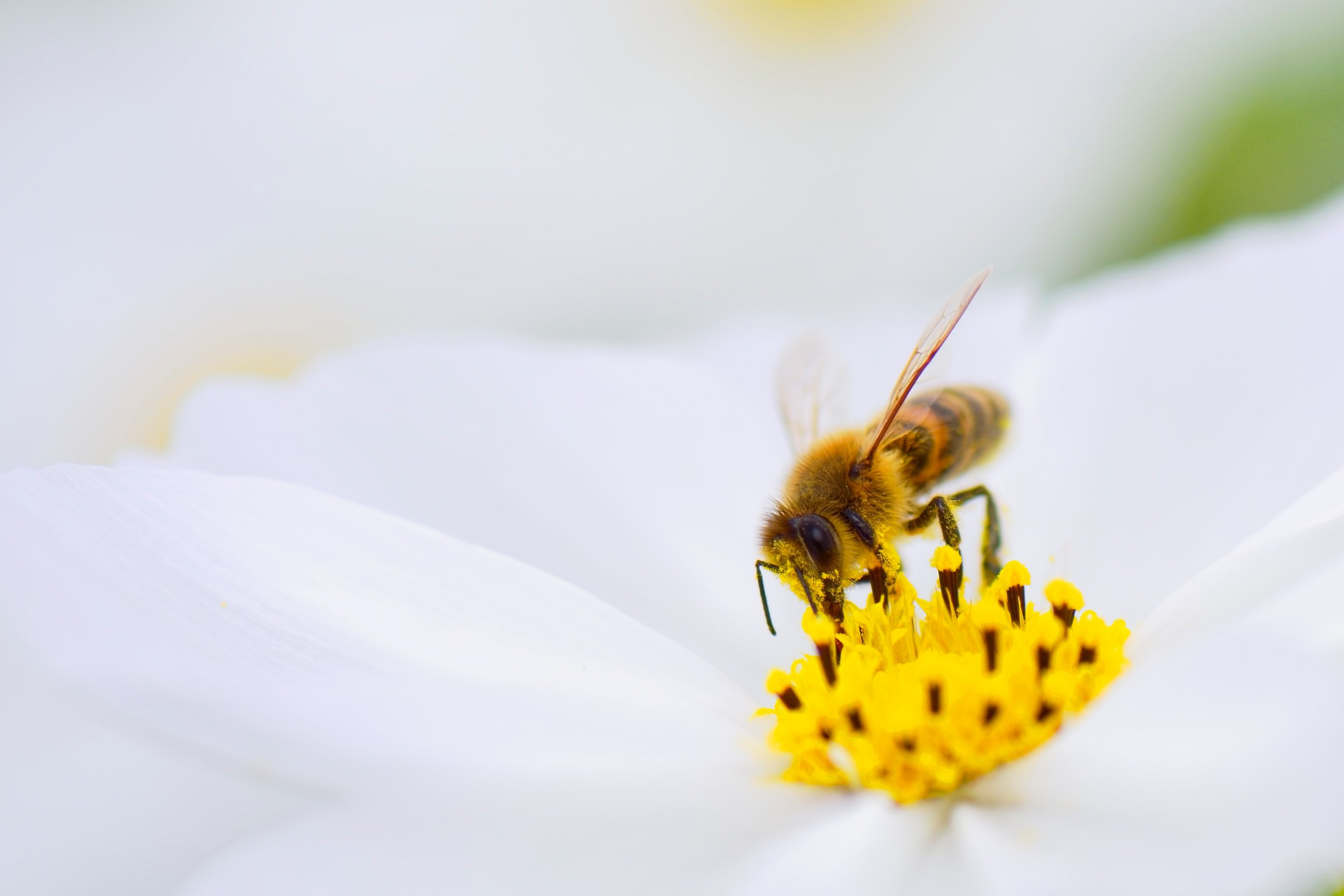 Bee-Decline
