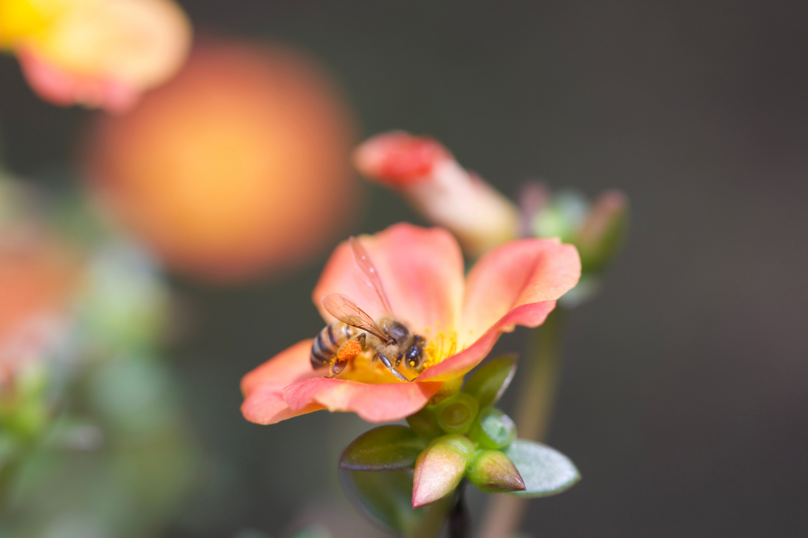 The Value Of Pollinators To The Ecosystem And Our Economy