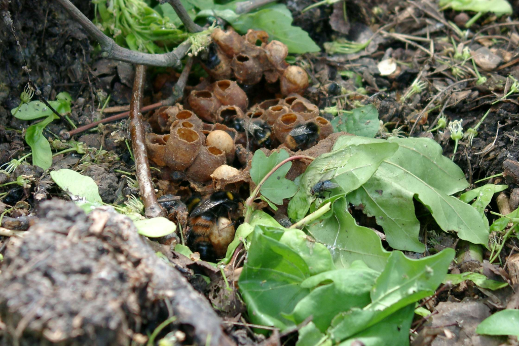 Bumblebee Nest How To Identify Them Bumblebee Nest How To Identify Them