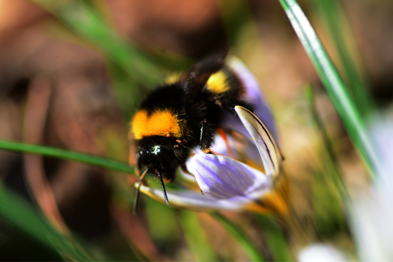 What's Causing the Cute Rusty-Patch Bumble Bee to Go Extinct