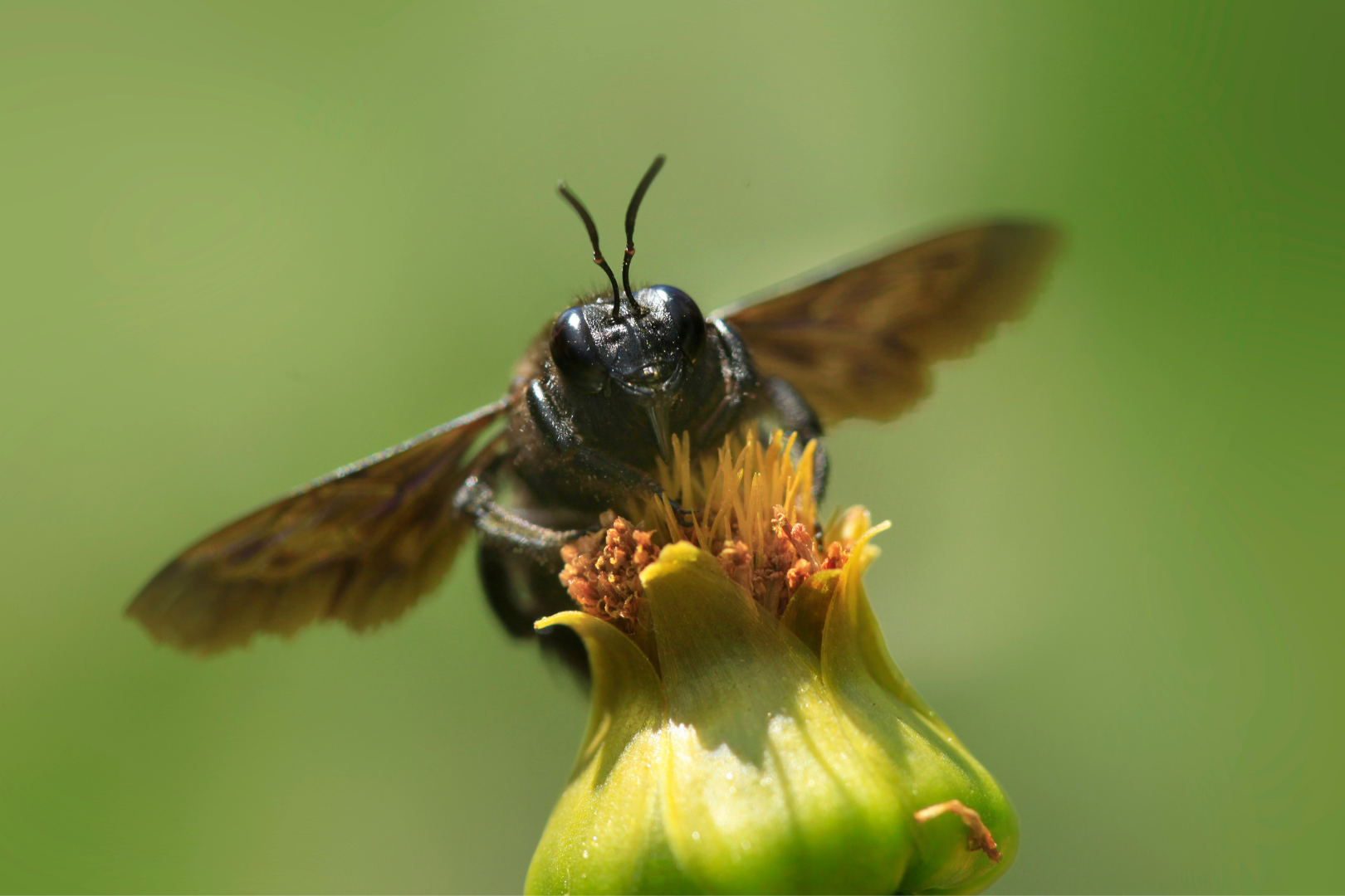 What Is An Eastern Carpenter Bee? The Facts BeesWiki