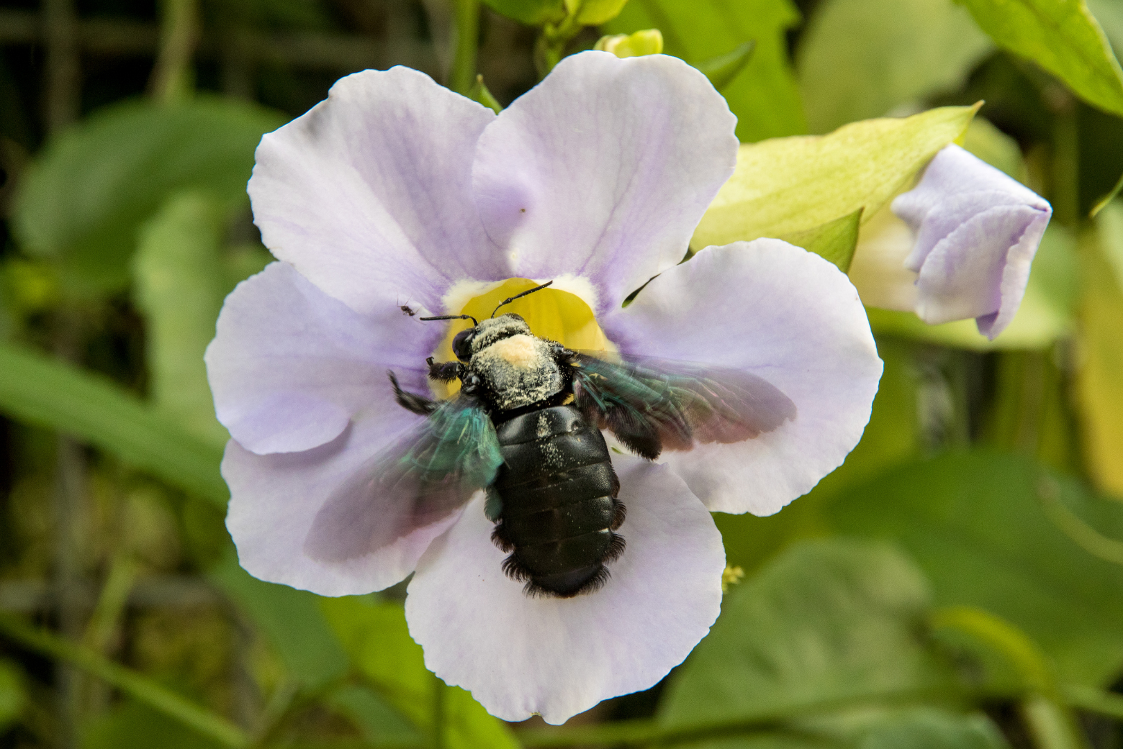 Carpenter-Bees-Nesting-Behaviour