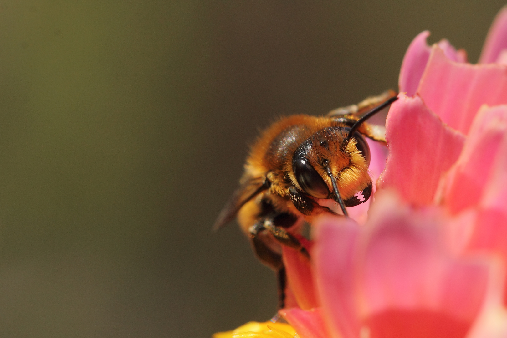 Leafcutter-Bee