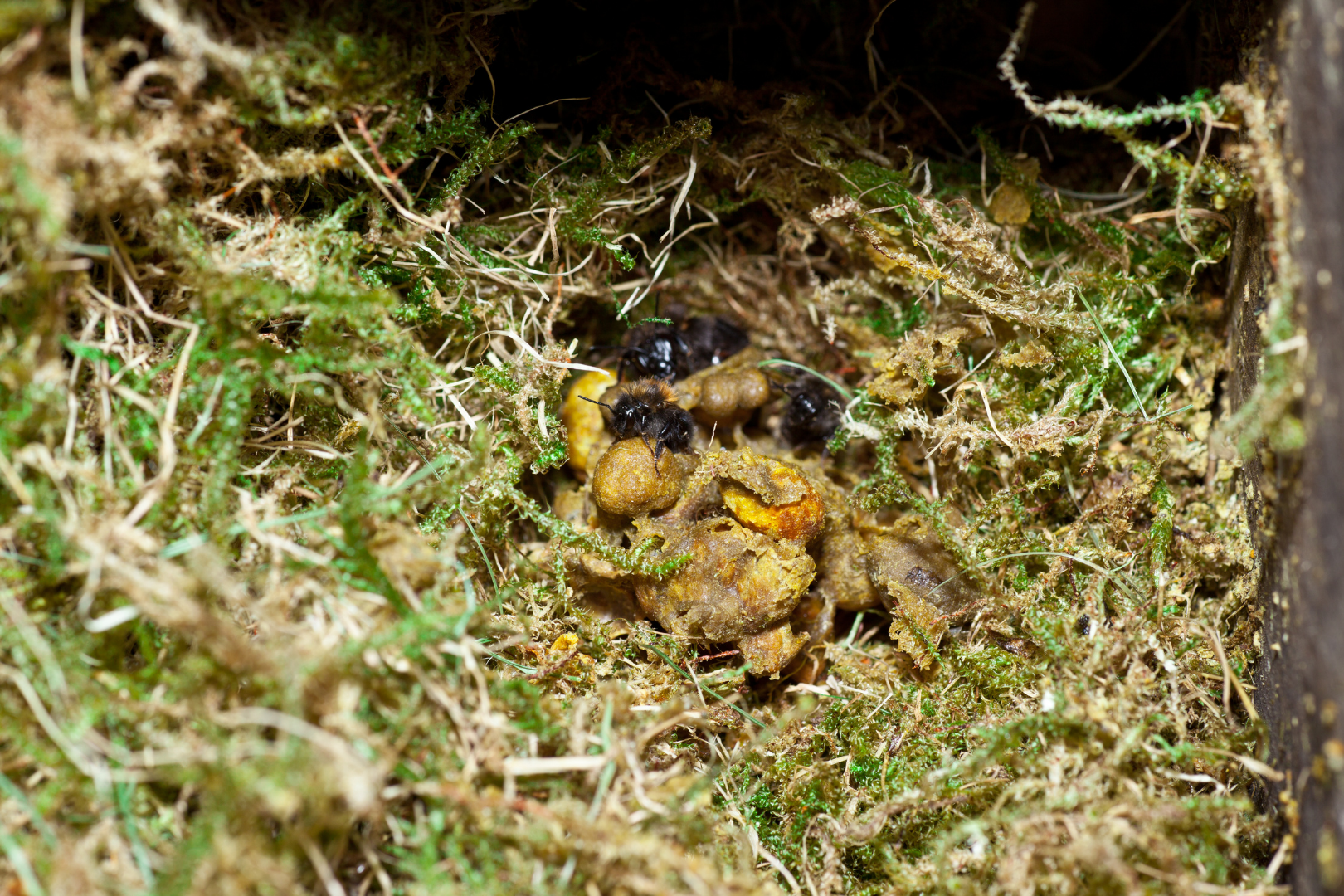 What-Do-Bumblebees-Look-For-in-a-Nest