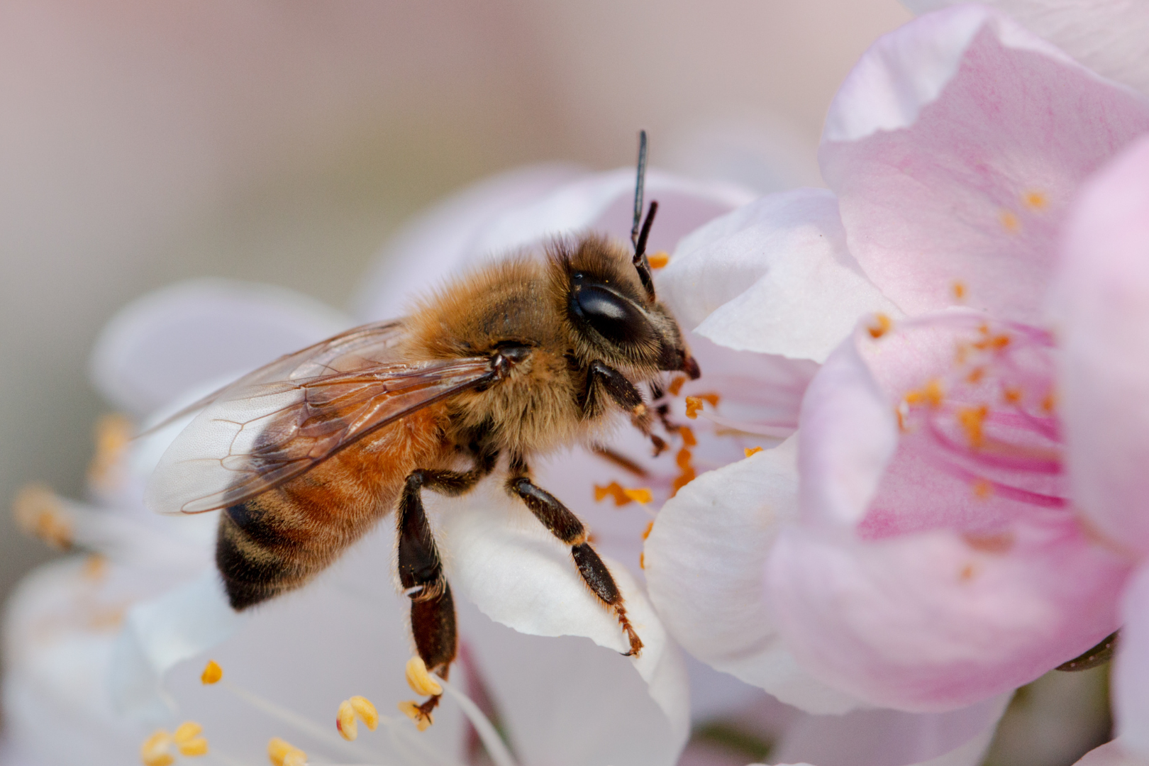 Why-Are-Some-Countries-Experiencing-More-Bee-Decline-Than-Others