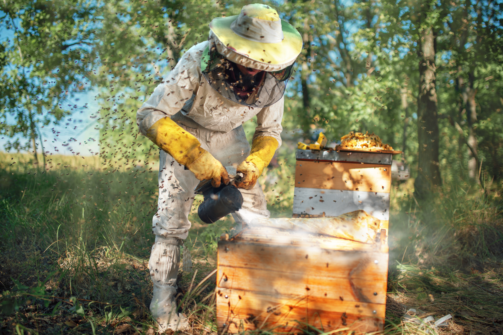 Why-Is-Bee-Decline-Happening