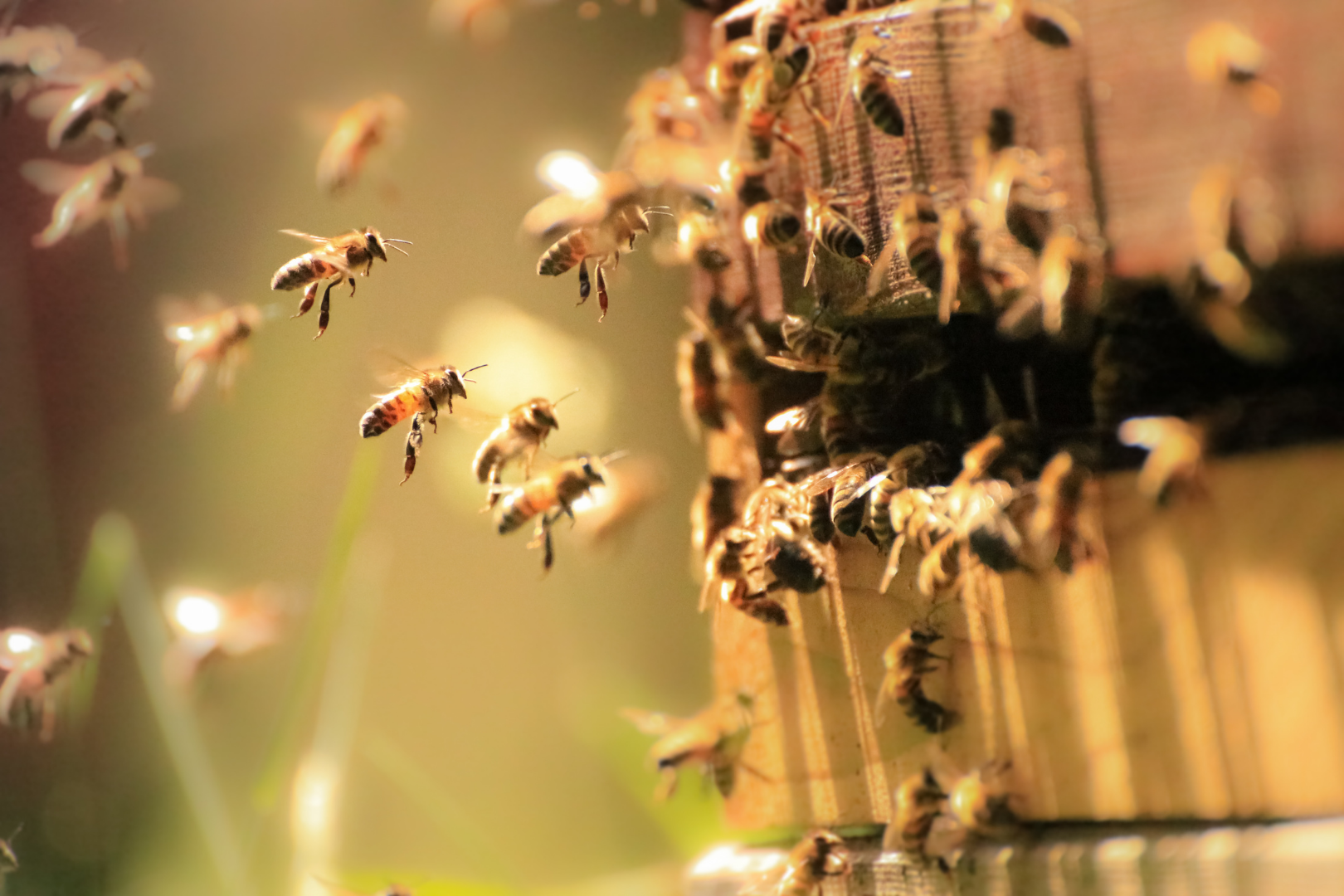 The Honey Bee: Our Friend in Danger