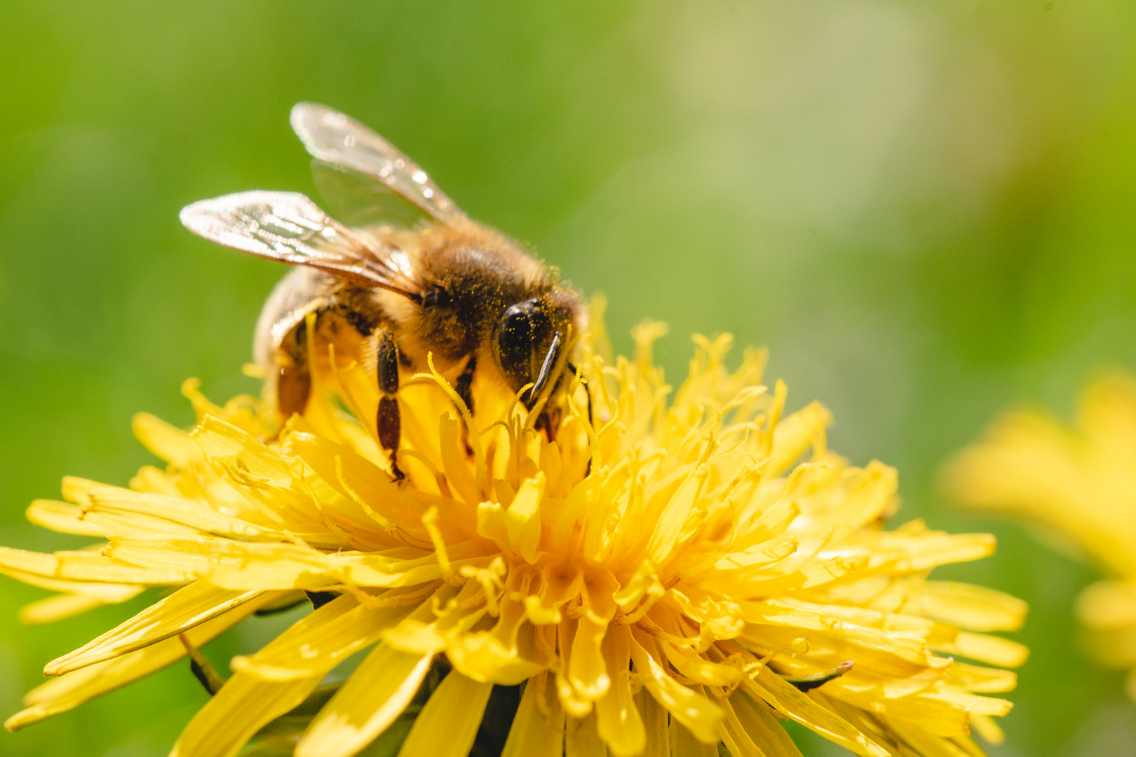 Easy Bee Identification: A Visual Guide to 16 Types of Bees In Your  Backyard – Garden Betty