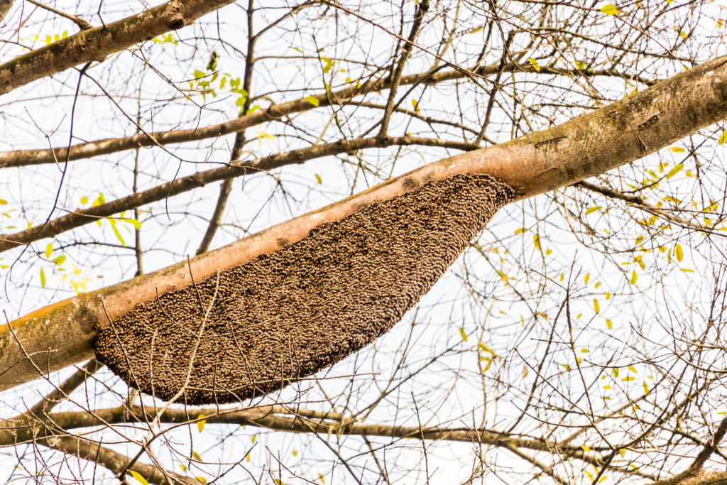 bee-nests