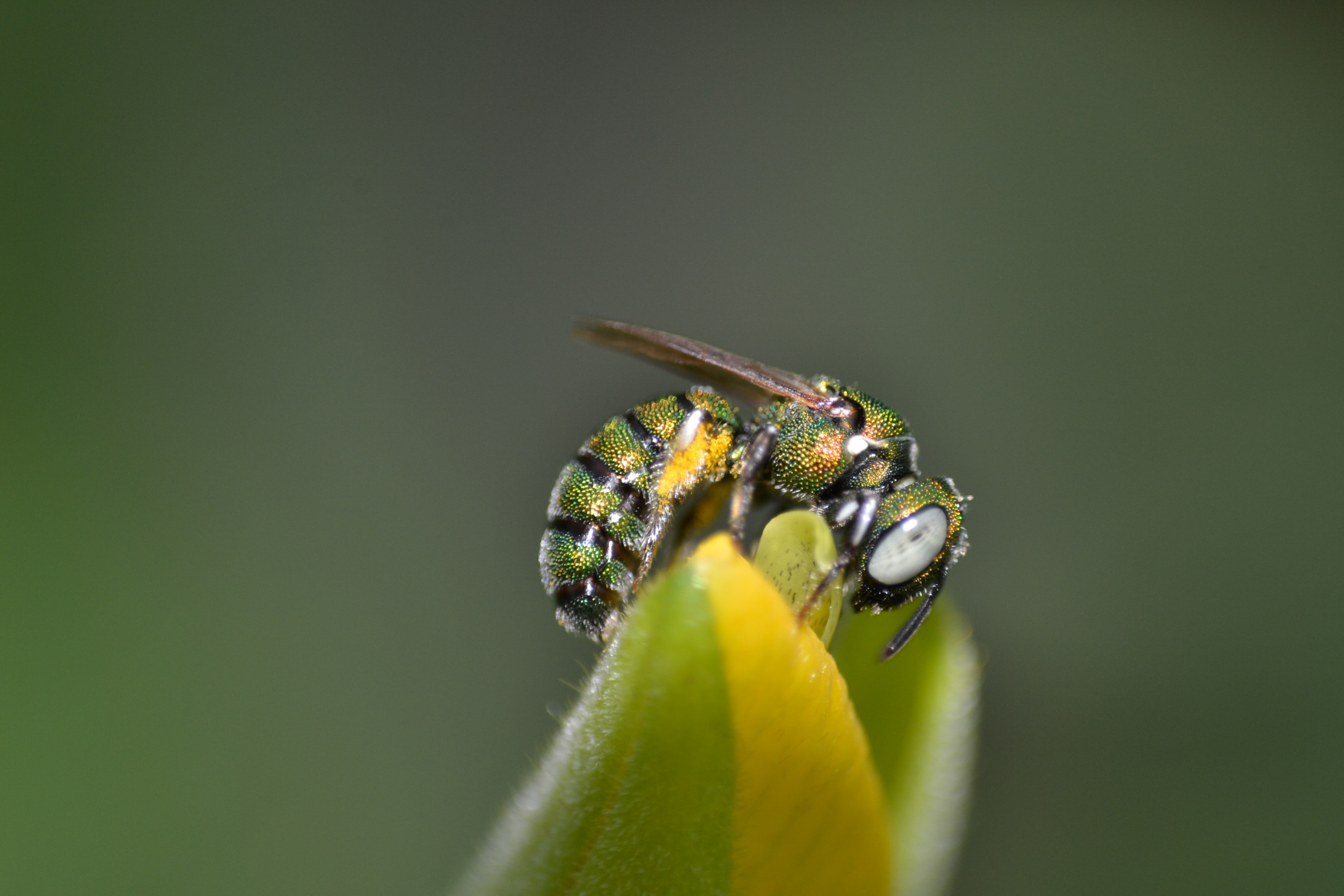 sweat-bee