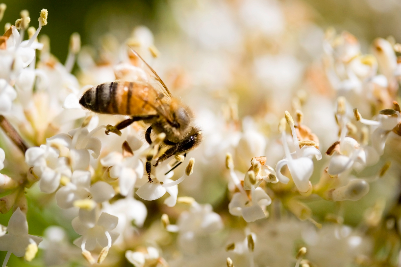 What-Are-the-Physical-Characteristics-of-a-Honey-Bee