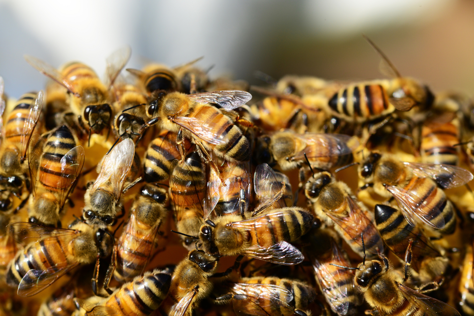 How do bees make Honey? 4 Steps that Honeybees make.