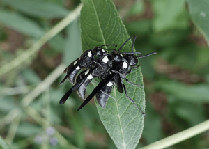 A male and a female four-toothed mason wasp mating on a leaf