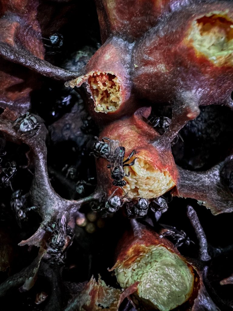 Vulture bees in Malaysia feeding on rotted flesh
