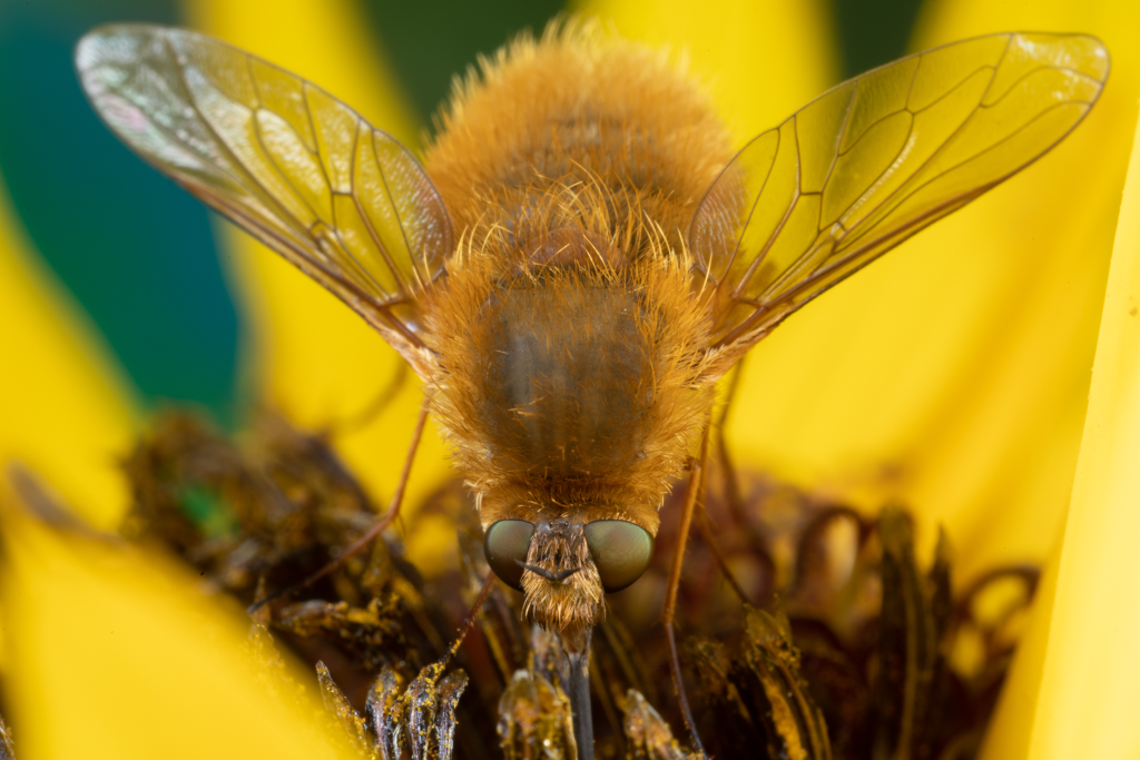 bee fly pollinating flower