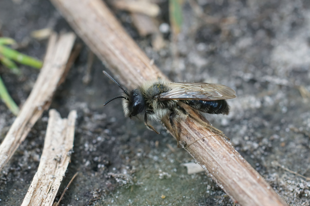 male andrena mining bee foraging on the ground