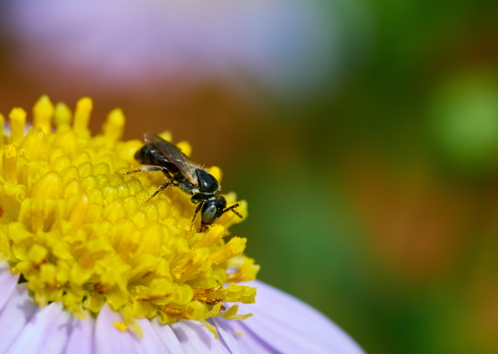 stingless bee pollinating a flower