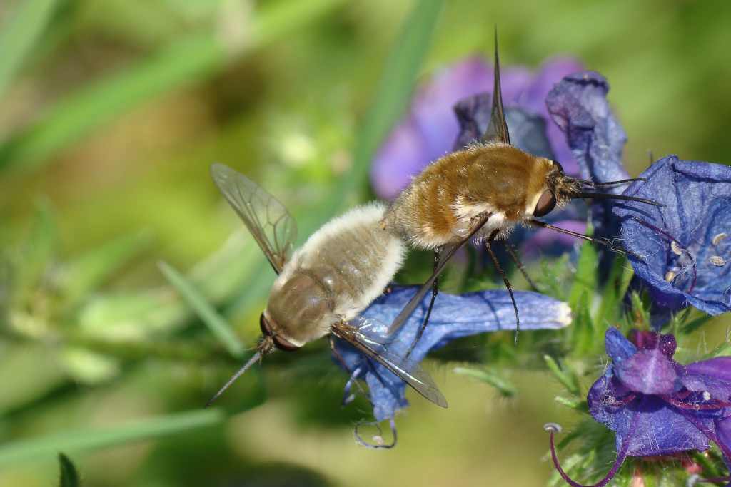 two adult bee flies mating on flowers