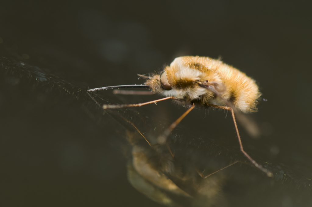 Bee fly drinking water